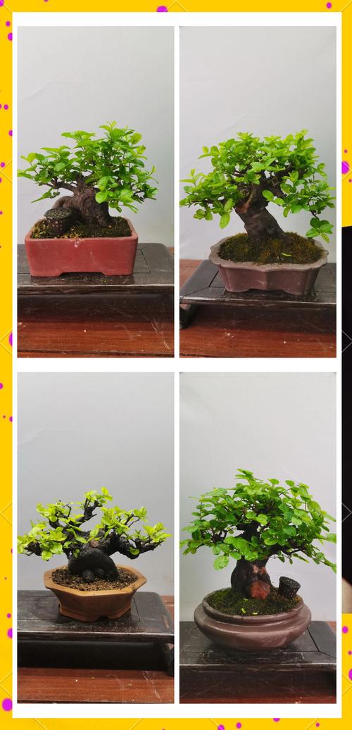 雀梅能室内养吗？雀梅盆景能在室内养吗？