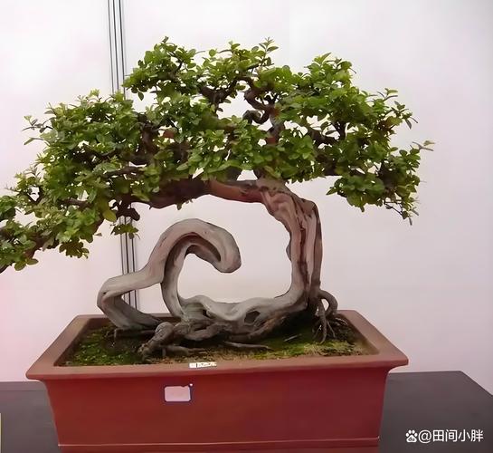 雀梅能室内养吗？雀梅盆景能在室内养吗？-第2张图片-优品飞百科