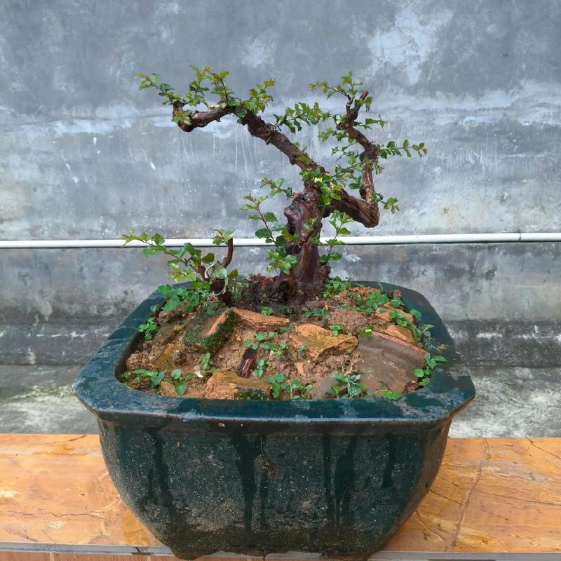 雀梅能室内养吗？雀梅盆景能在室内养吗？-第3张图片-优品飞百科