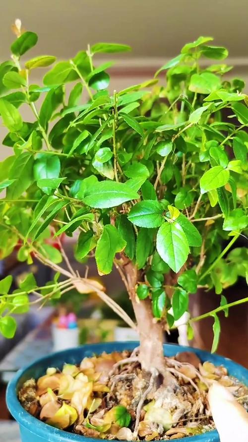 雀梅能室内养吗？雀梅盆景能在室内养吗？-第4张图片-优品飞百科