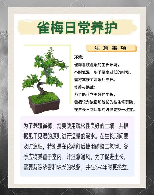 雀梅能室内养吗？雀梅盆景能在室内养吗？-第5张图片-优品飞百科