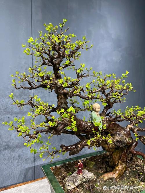 雀梅能室内养吗？雀梅盆景能在室内养吗？-第6张图片-优品飞百科
