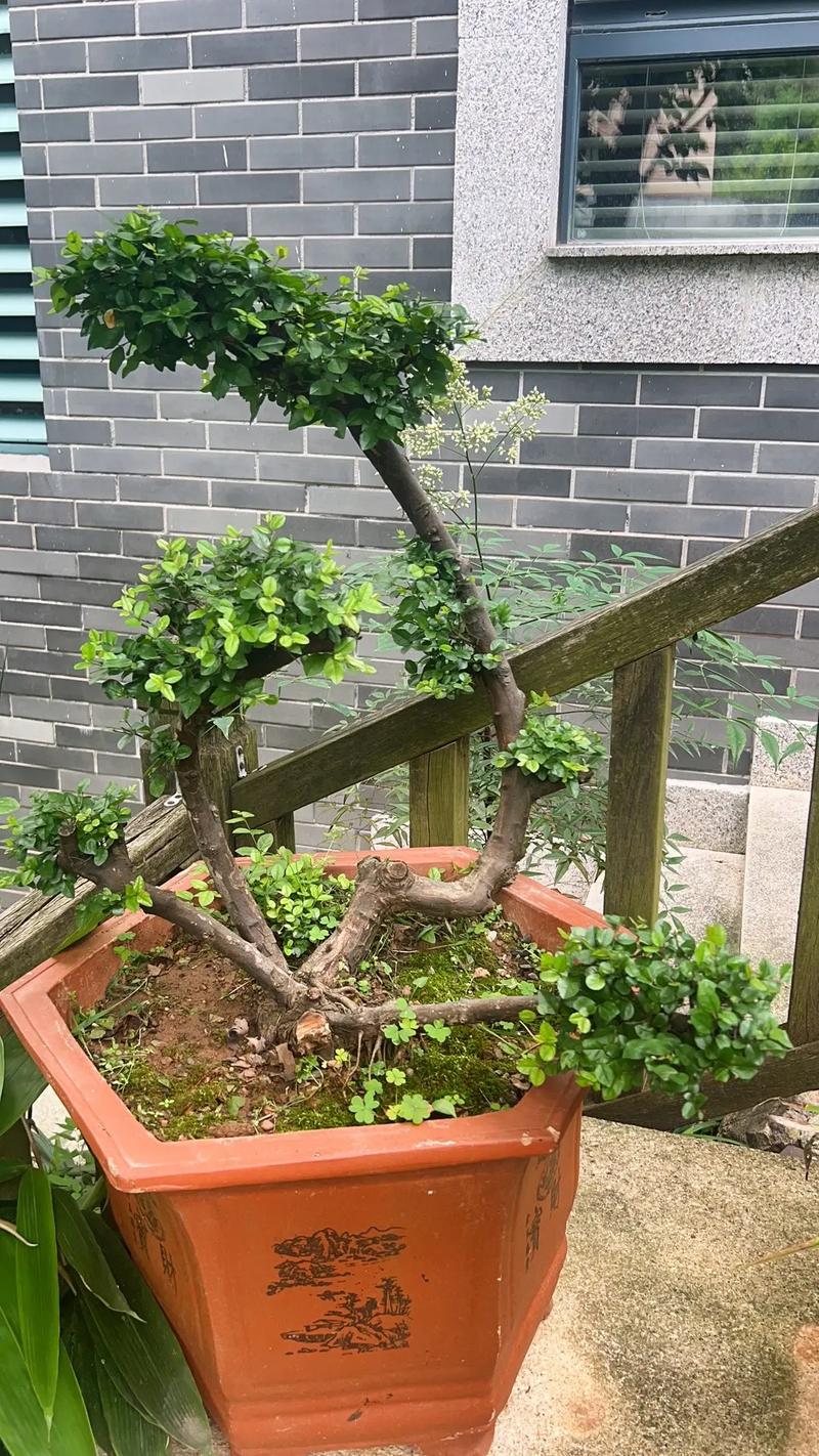 雀梅能室内养吗？雀梅盆景能在室内养吗？-第7张图片-优品飞百科