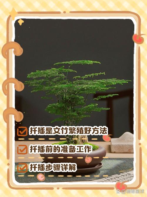 文竹的繁殖方法，文竹的繁殖方法图解？