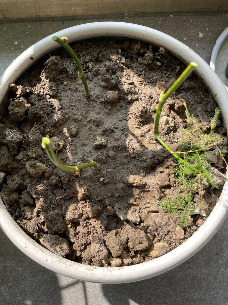 文竹的繁殖方法，文竹的繁殖方法图解？-第2张图片-优品飞百科