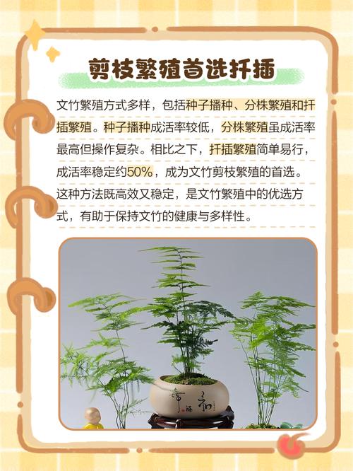 文竹的繁殖方法，文竹的繁殖方法图解？-第3张图片-优品飞百科