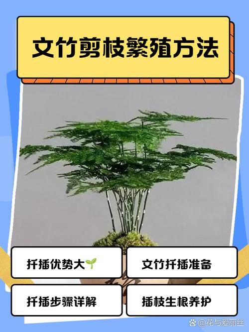 文竹的繁殖方法，文竹的繁殖方法图解？-第4张图片-优品飞百科