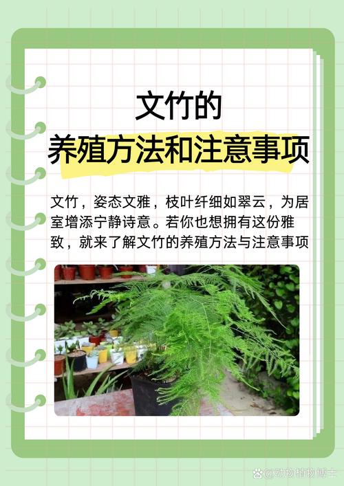 文竹的繁殖方法，文竹的繁殖方法图解？-第5张图片-优品飞百科