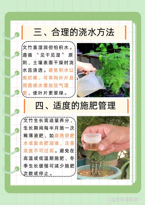 文竹的繁殖方法，文竹的繁殖方法图解？-第6张图片-优品飞百科