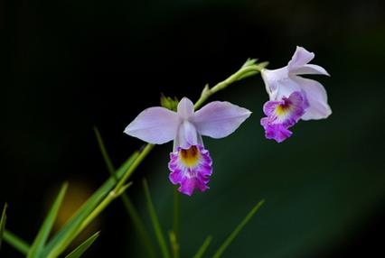 竹叶兰怎么施肥，竹叶兰什么时候开花？