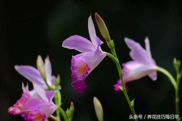 竹叶兰怎么施肥，竹叶兰什么时候开花？-第2张图片-优品飞百科