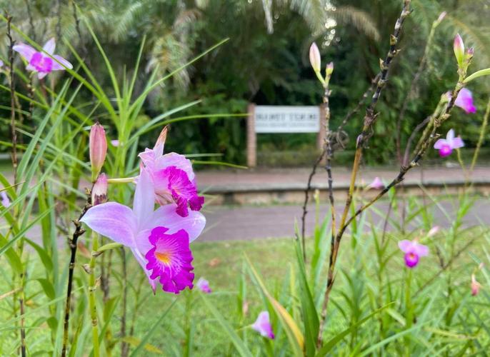 竹叶兰怎么施肥，竹叶兰什么时候开花？-第3张图片-优品飞百科