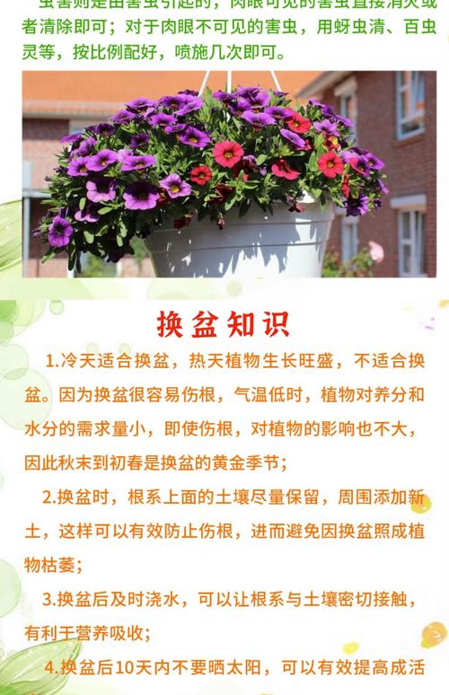 竹叶兰怎么施肥，竹叶兰什么时候开花？-第4张图片-优品飞百科