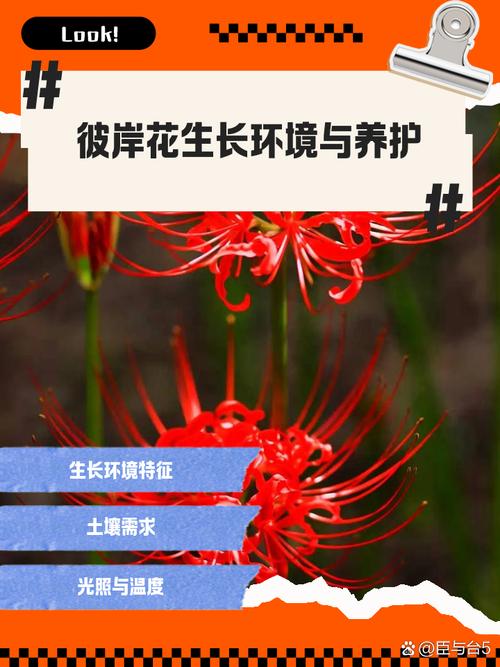 彼岸花喜光吗，彼岸花喜欢生长在什么地方