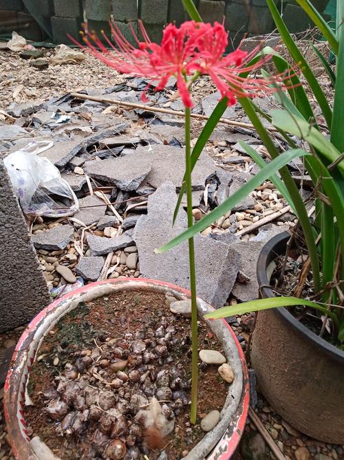 彼岸花喜光吗,彼岸花喜欢生长在什么地方-第3张图片-优品飞百科 彼岸花喜光吗,彼岸花喜欢生长在什么地方-第3张图片-优品飞百科