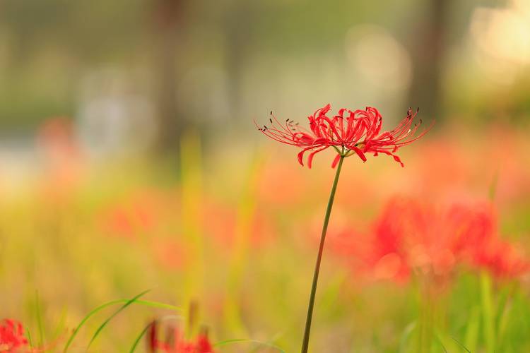 彼岸花喜光吗,彼岸花喜欢生长在什么地方-第4张图片-优品飞百科 彼岸花喜光吗,彼岸花喜欢生长在什么地方-第4张图片-优品飞百科