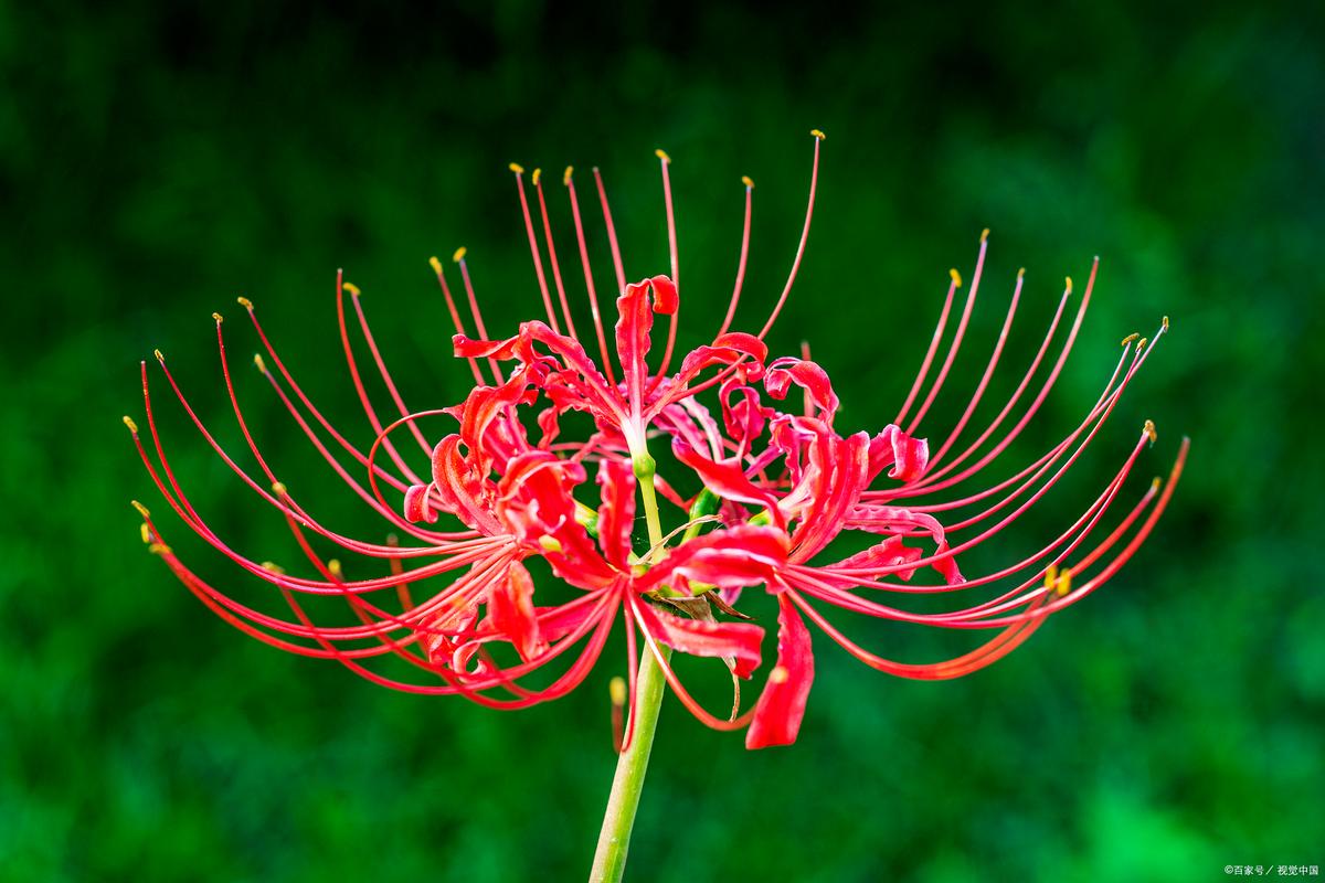彼岸花喜光吗,彼岸花喜欢生长在什么地方-第5张图片-优品飞百科 彼岸花喜光吗,彼岸花喜欢生长在什么地方-第5张图片-优品飞百科
