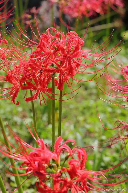 彼岸花喜光吗,彼岸花喜欢生长在什么地方-第6张图片-优品飞百科 彼岸花喜光吗,彼岸花喜欢生长在什么地方-第6张图片-优品飞百科