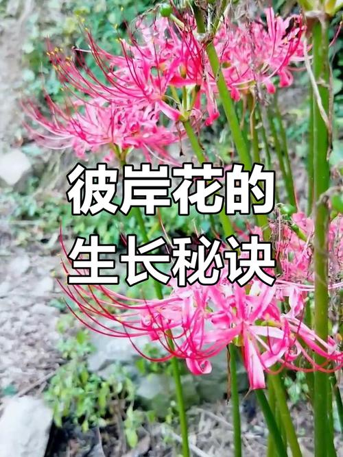 彼岸花喜光吗,彼岸花喜欢生长在什么地方-第7张图片-优品飞百科 彼岸花喜光吗,彼岸花喜欢生长在什么地方-第7张图片-优品飞百科