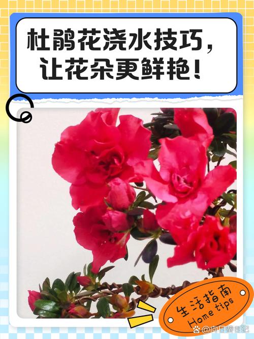 杜鹃花一盆浇多少水，杜鹃花浇水次数？