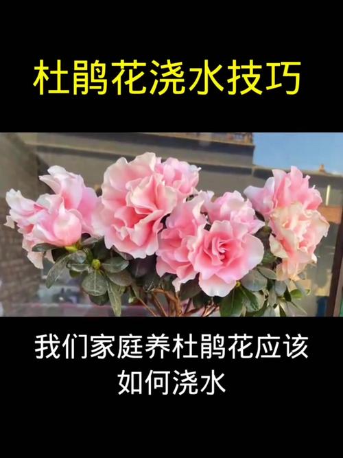 杜鹃花一盆浇多少水，杜鹃花浇水次数？-第2张图片-优品飞百科