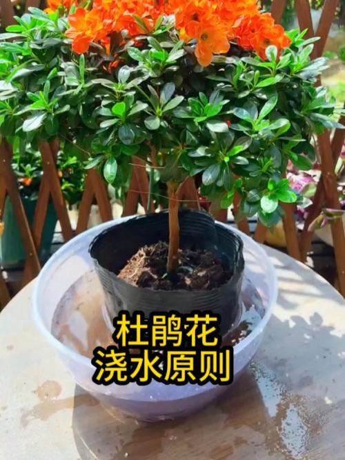 杜鹃花一盆浇多少水，杜鹃花浇水次数？-第3张图片-优品飞百科