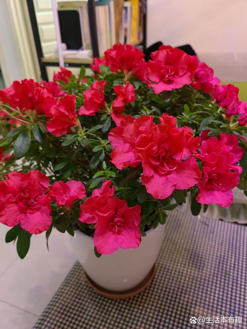 杜鹃花一盆浇多少水，杜鹃花浇水次数？-第4张图片-优品飞百科