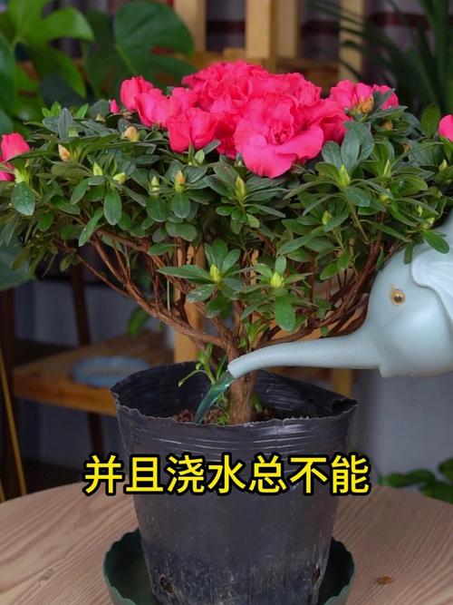杜鹃花一盆浇多少水，杜鹃花浇水次数？-第5张图片-优品飞百科