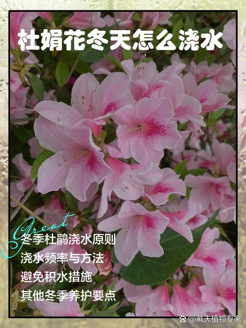 杜鹃花一盆浇多少水，杜鹃花浇水次数？-第6张图片-优品飞百科