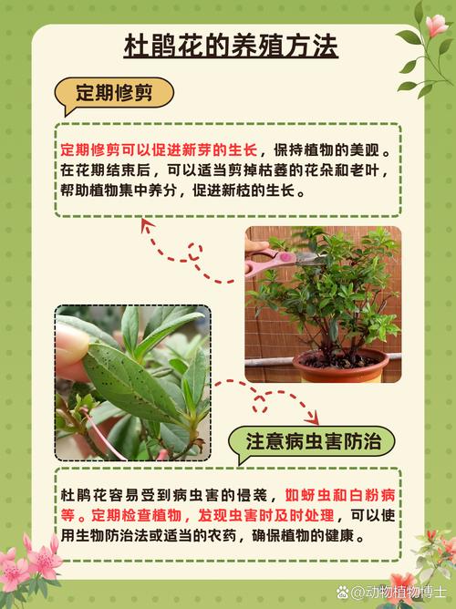 杜鹃花一盆浇多少水，杜鹃花浇水次数？-第7张图片-优品飞百科