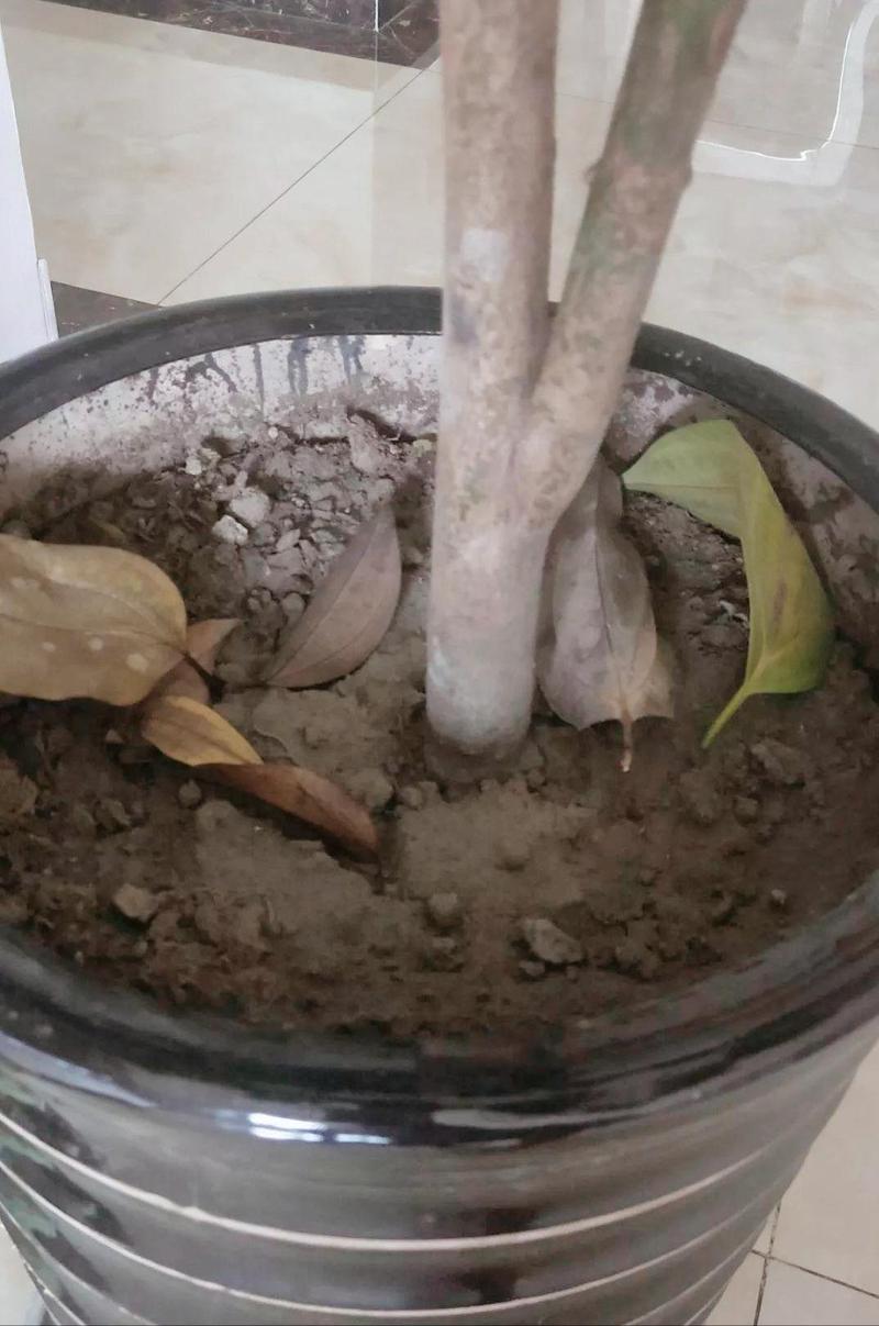 养花的土太硬了怎么办?养花的土太硬了怎么办呢?-第2张图片-优品飞百科 养花的土太硬了怎么办?养花的土太硬了怎么办呢?-第2张图片-优品飞百科