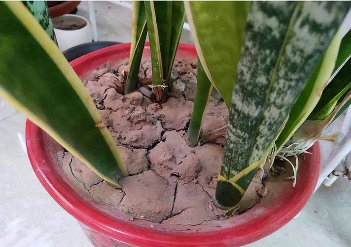 养花的土太硬了怎么办?养花的土太硬了怎么办呢?-第3张图片-优品飞百科 养花的土太硬了怎么办?养花的土太硬了怎么办呢?-第3张图片-优品飞百科