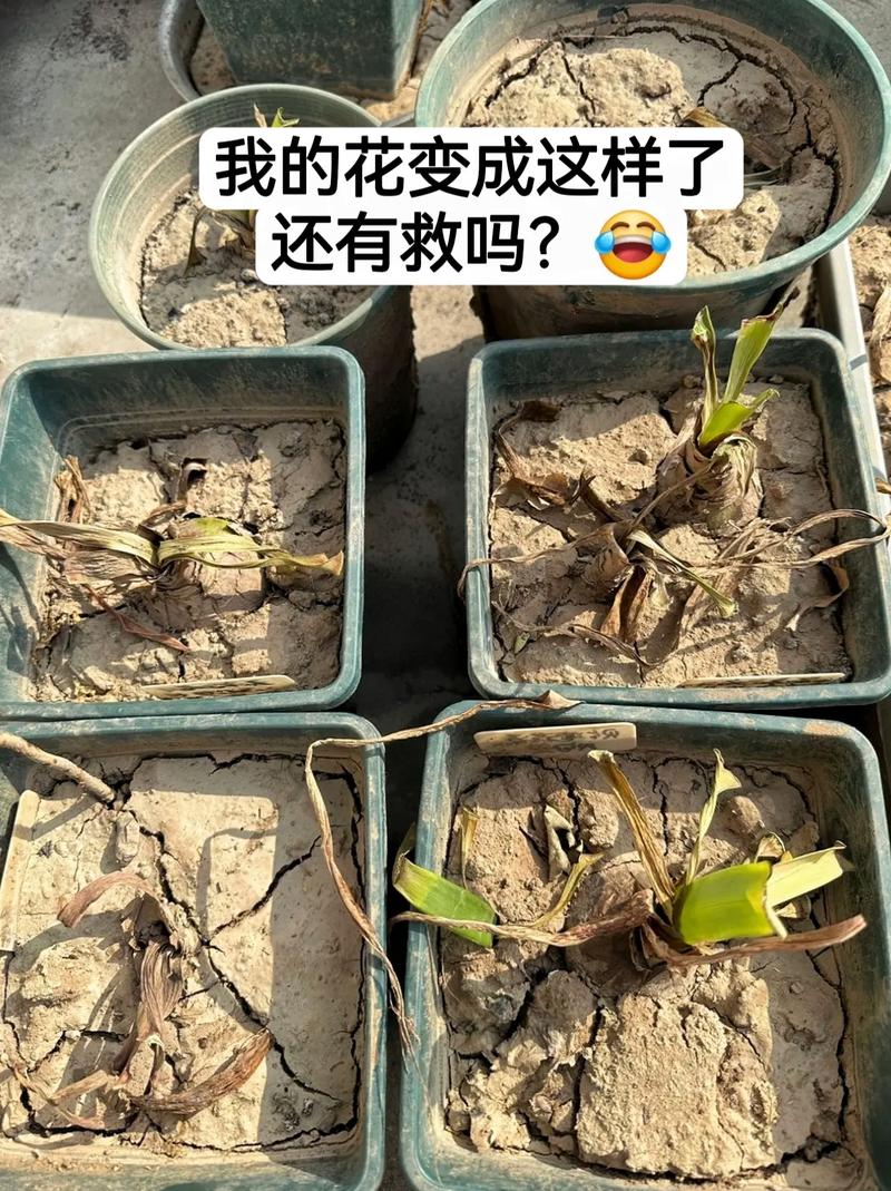 养花的土太硬了怎么办?养花的土太硬了怎么办呢?-第4张图片-优品飞百科 养花的土太硬了怎么办?养花的土太硬了怎么办呢?-第4张图片-优品飞百科