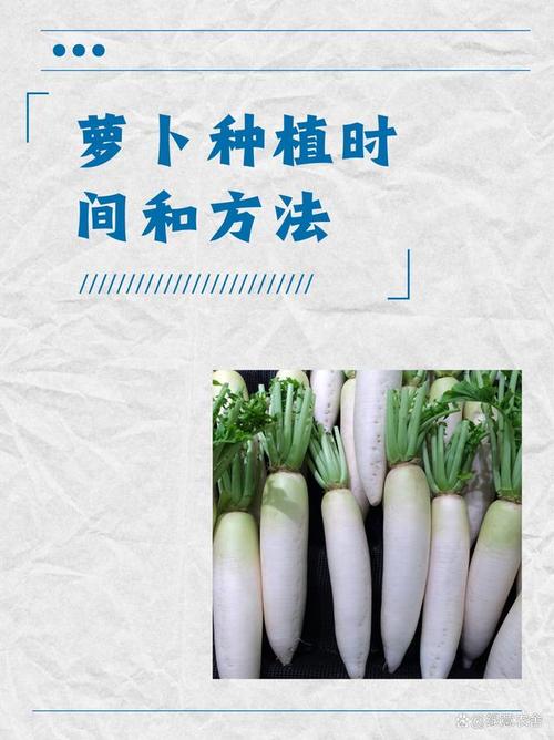 种萝卜的时间？种萝卜的时间的比较高气温？-第2张图片-优品飞百科