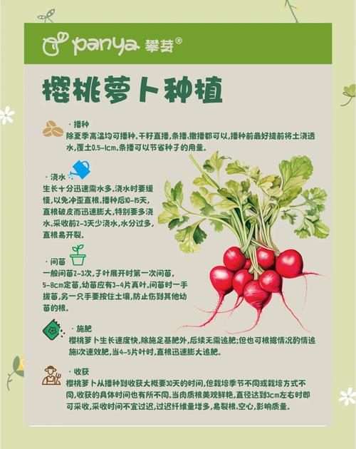 种萝卜的时间？种萝卜的时间的比较高气温？-第3张图片-优品飞百科