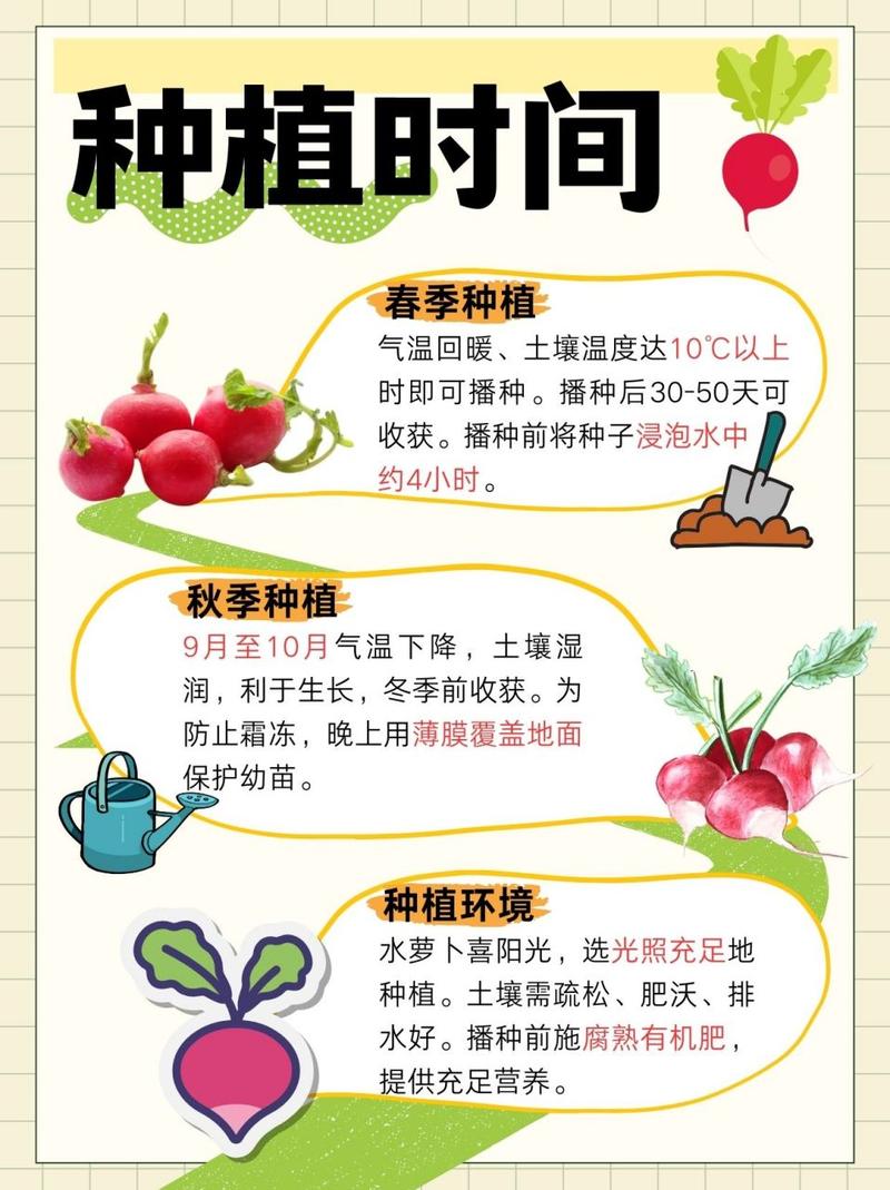 种萝卜的时间？种萝卜的时间的比较高气温？-第4张图片-优品飞百科