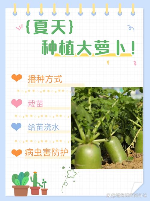 种萝卜的时间？种萝卜的时间的比较高气温？-第5张图片-优品飞百科