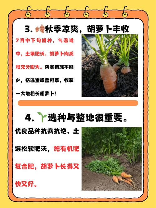 种萝卜的时间？种萝卜的时间的比较高气温？-第6张图片-优品飞百科