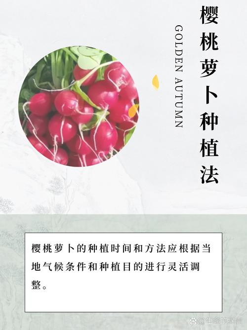 种萝卜的时间？种萝卜的时间的比较高气温？-第7张图片-优品飞百科