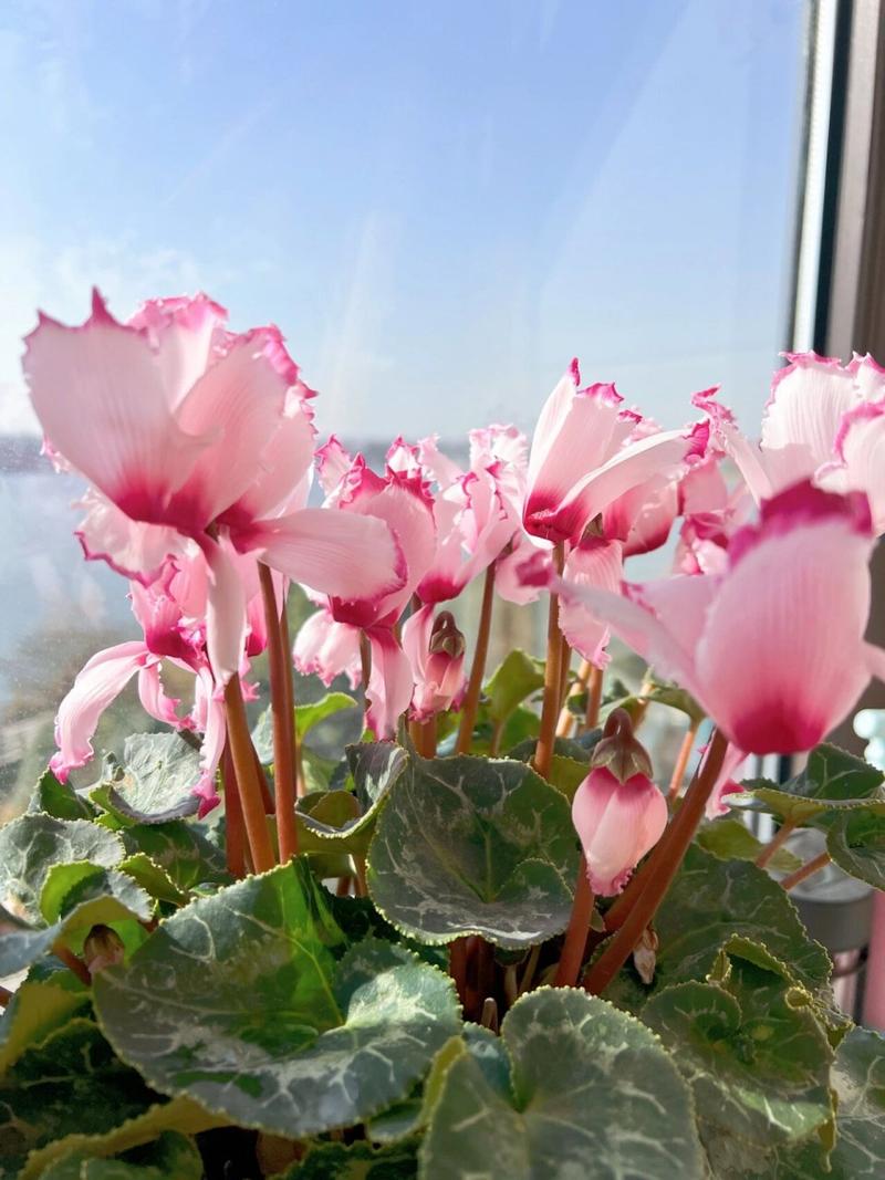 仙客来适合室内养吗，仙客来风水大忌？