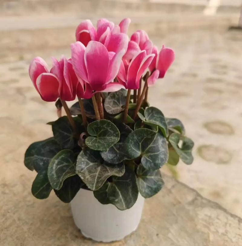 仙客来适合室内养吗，仙客来风水大忌？-第2张图片-优品飞百科