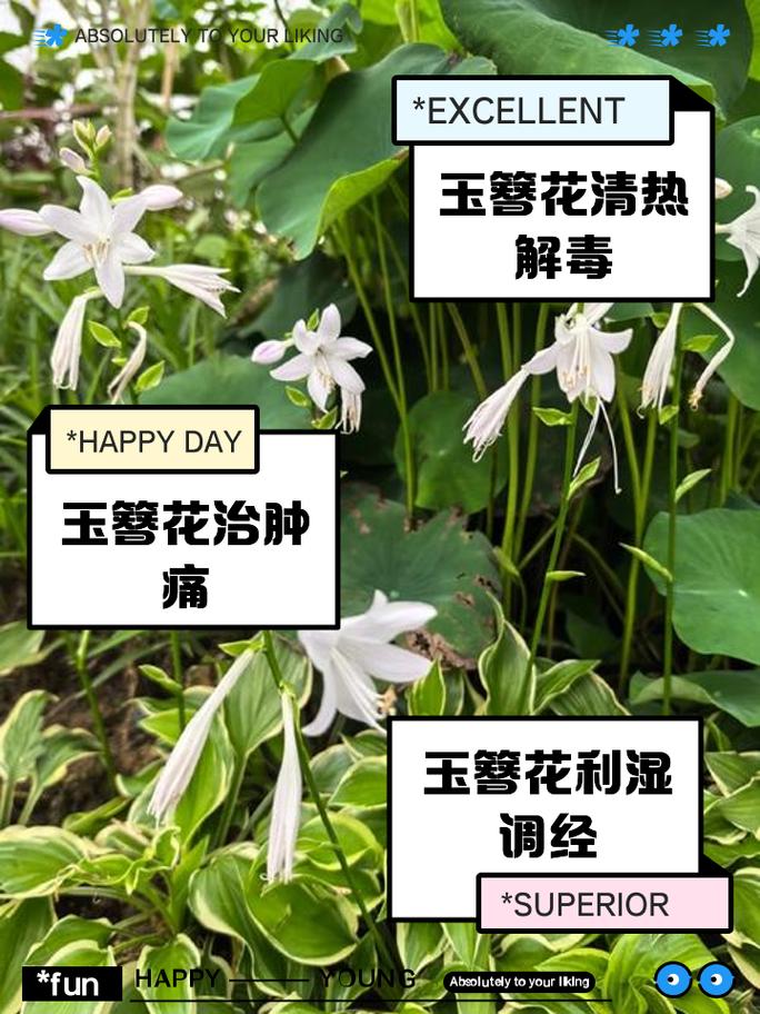 玉簪花怎么分株？玉簪花怎么分株好看？