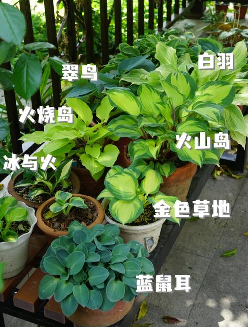 玉簪花怎么分株?玉簪花怎么分株好看?-第2张图片-优品飞百科 玉簪花怎么分株?玉簪花怎么分株好看?-第2张图片-优品飞百科