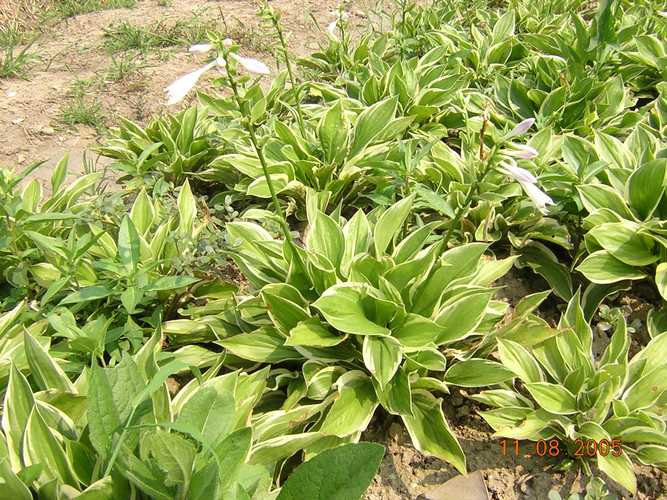 玉簪花怎么分株?玉簪花怎么分株好看?-第3张图片-优品飞百科 玉簪花怎么分株?玉簪花怎么分株好看?-第3张图片-优品飞百科