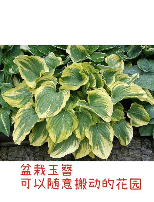 玉簪花怎么分株?玉簪花怎么分株好看?-第5张图片-优品飞百科 玉簪花怎么分株?玉簪花怎么分株好看?-第5张图片-优品飞百科