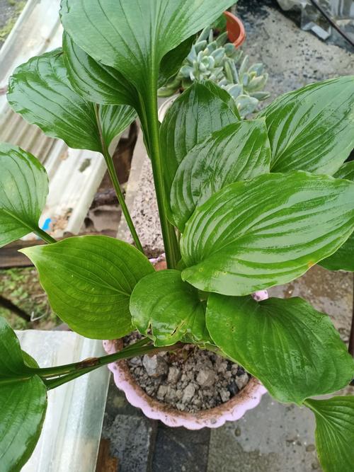 玉簪花怎么分株?玉簪花怎么分株好看?-第4张图片-优品飞百科 玉簪花怎么分株?玉簪花怎么分株好看?-第4张图片-优品飞百科