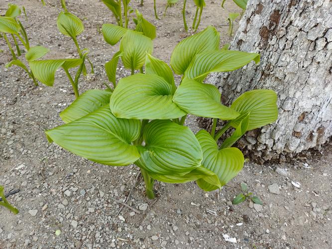 玉簪花怎么分株?玉簪花怎么分株好看?-第6张图片-优品飞百科 玉簪花怎么分株?玉簪花怎么分株好看?-第6张图片-优品飞百科