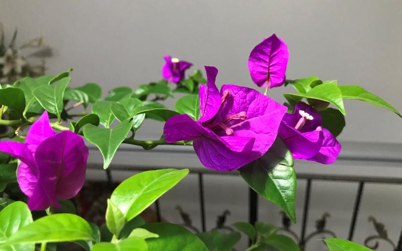 夏天植物几天浇一次水，夏天植物几天浇一次水合适？