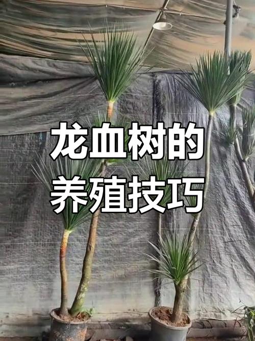 夏天植物几天浇一次水，夏天植物几天浇一次水合适？-第7张图片-优品飞百科