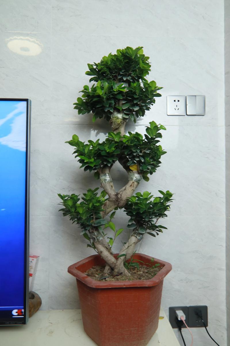 榕树盆景的制作方法，榕树盆景的制作方法和过程？